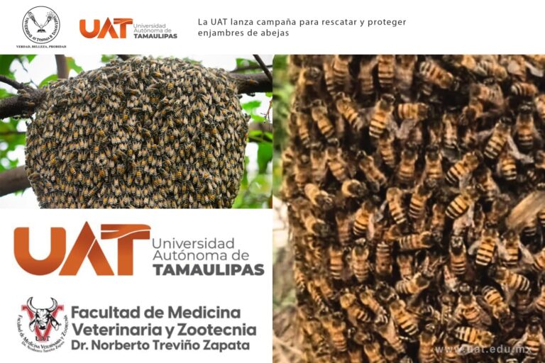 abejas-UAT